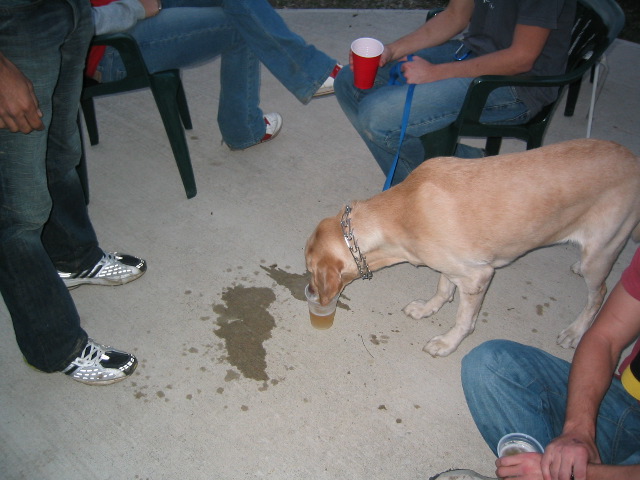 IUPU25_drunkdog