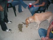 IUPU25_drunkdog