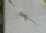 LilFocker1